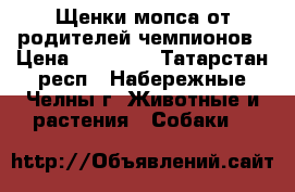 Щенки мопса от родителей чемпионов › Цена ­ 20 000 - Татарстан респ., Набережные Челны г. Животные и растения » Собаки   